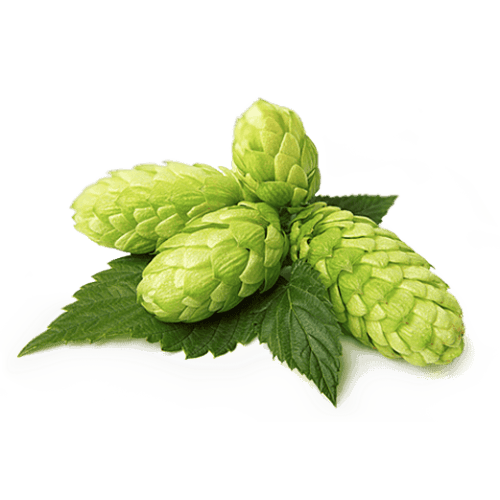 Session IPA