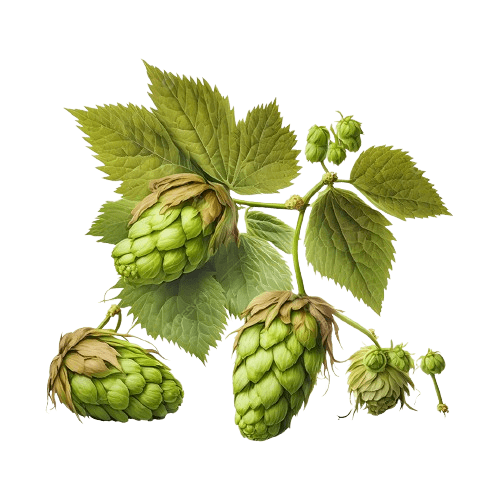 American IPA